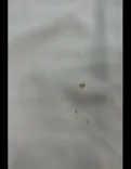 شلوار فول بگ مارالOPPSI G00928 - 13